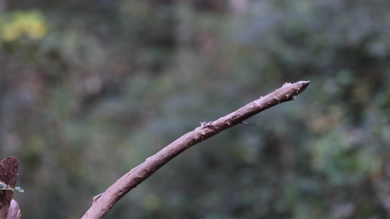 飞行中的鸟:雄性银雉视频素材