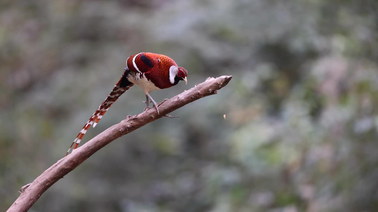 飞行中的鸟:环颈雉(Phasianus colchicus)视频素材