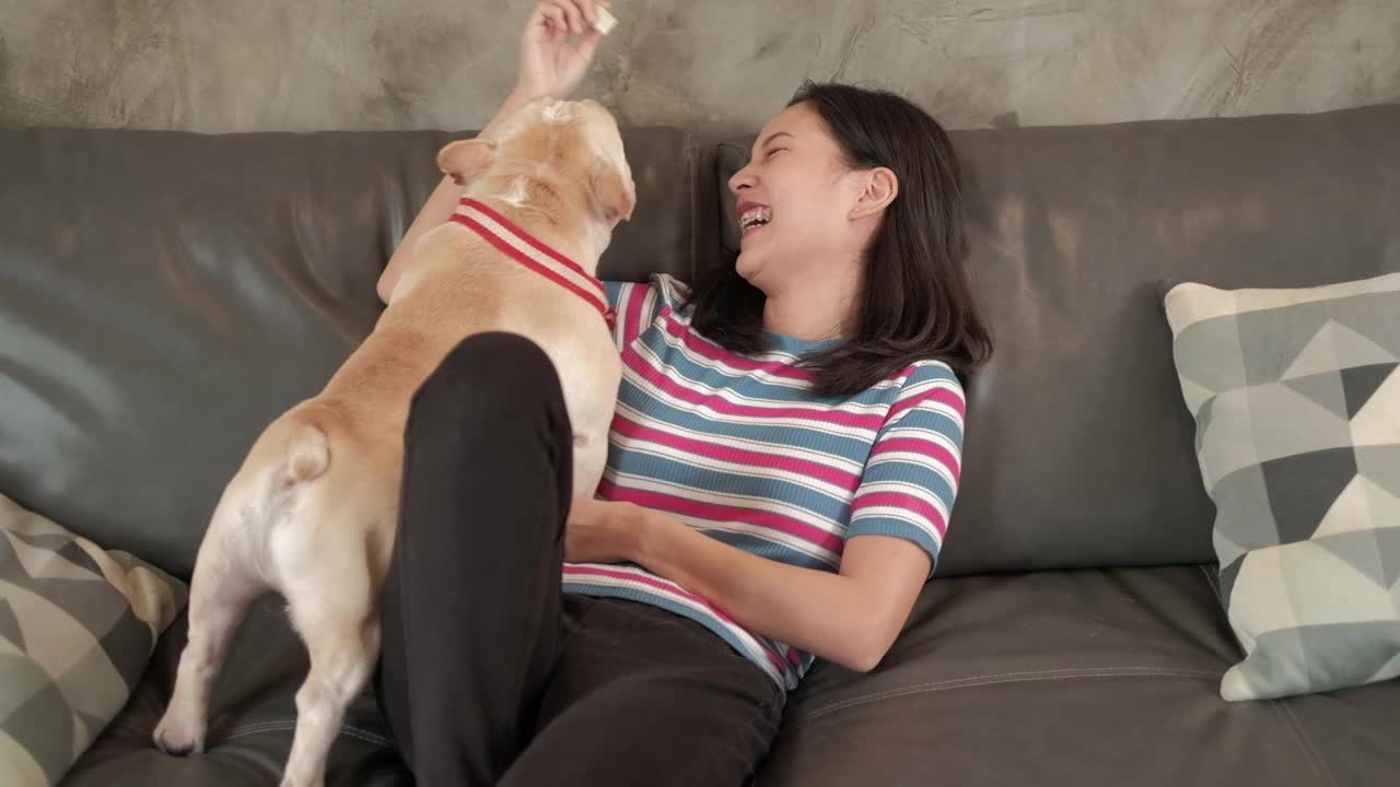 女人快乐地玩耍和逗弄狗(法国斗牛犬)。视频素材