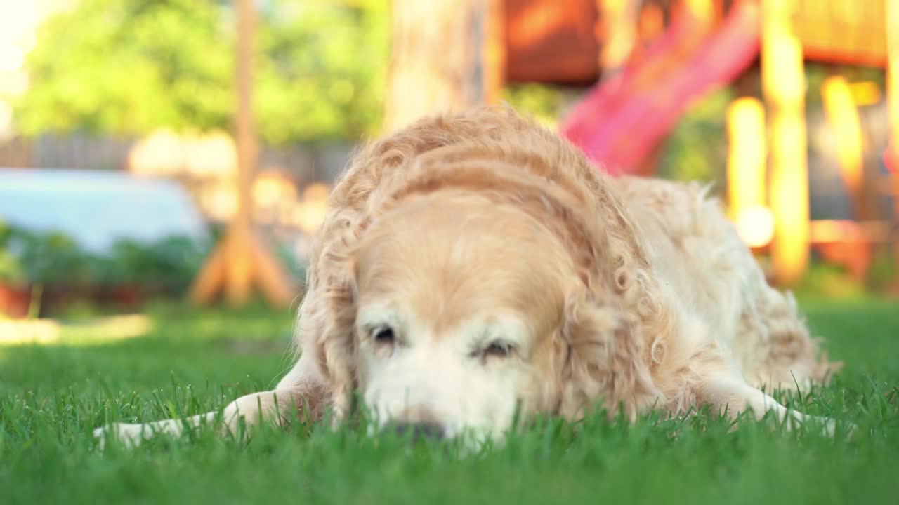 拉布拉多寻回犬嗅着周围的绿草，寻找一根骨头视频素材