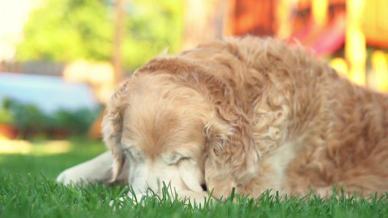 拉布拉多寻回犬嗅着周围的绿草，寻找一根骨头视频素材