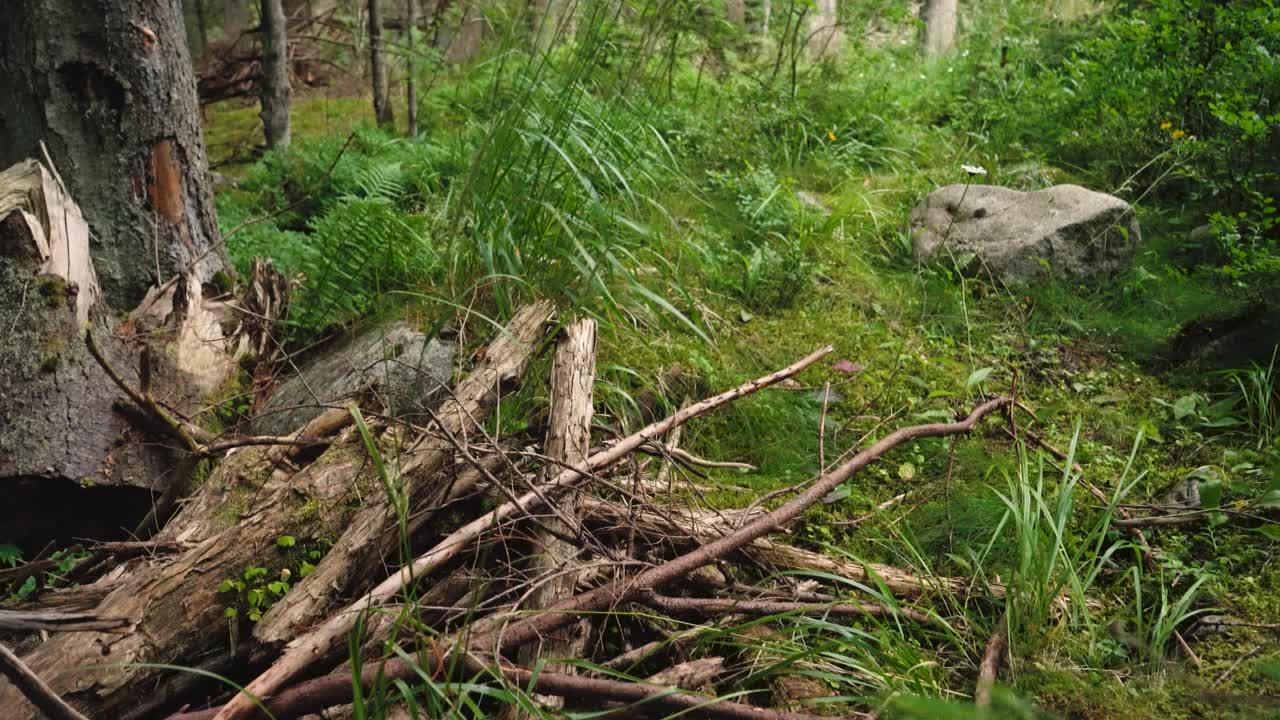 典型的欧洲森林景观-草，小灌木和苔藓在地面上-大的石头和一些干燥的老树，摄像机镜头在风景视频素材