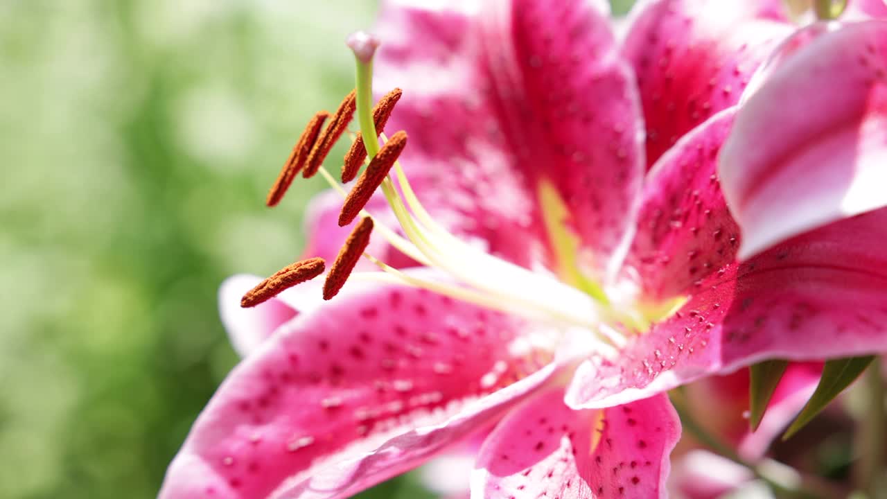 夏日花园中的粉红百合特写视频素材