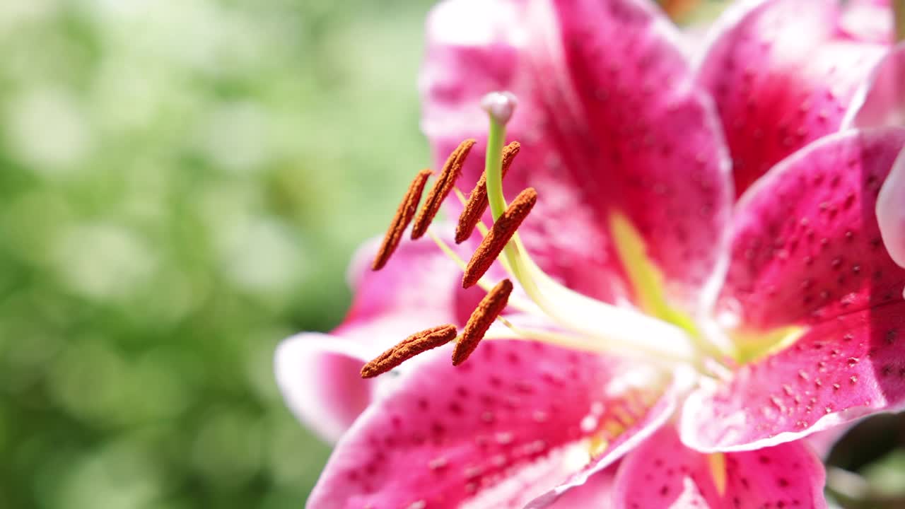 夏日花园中的粉红百合特写视频素材