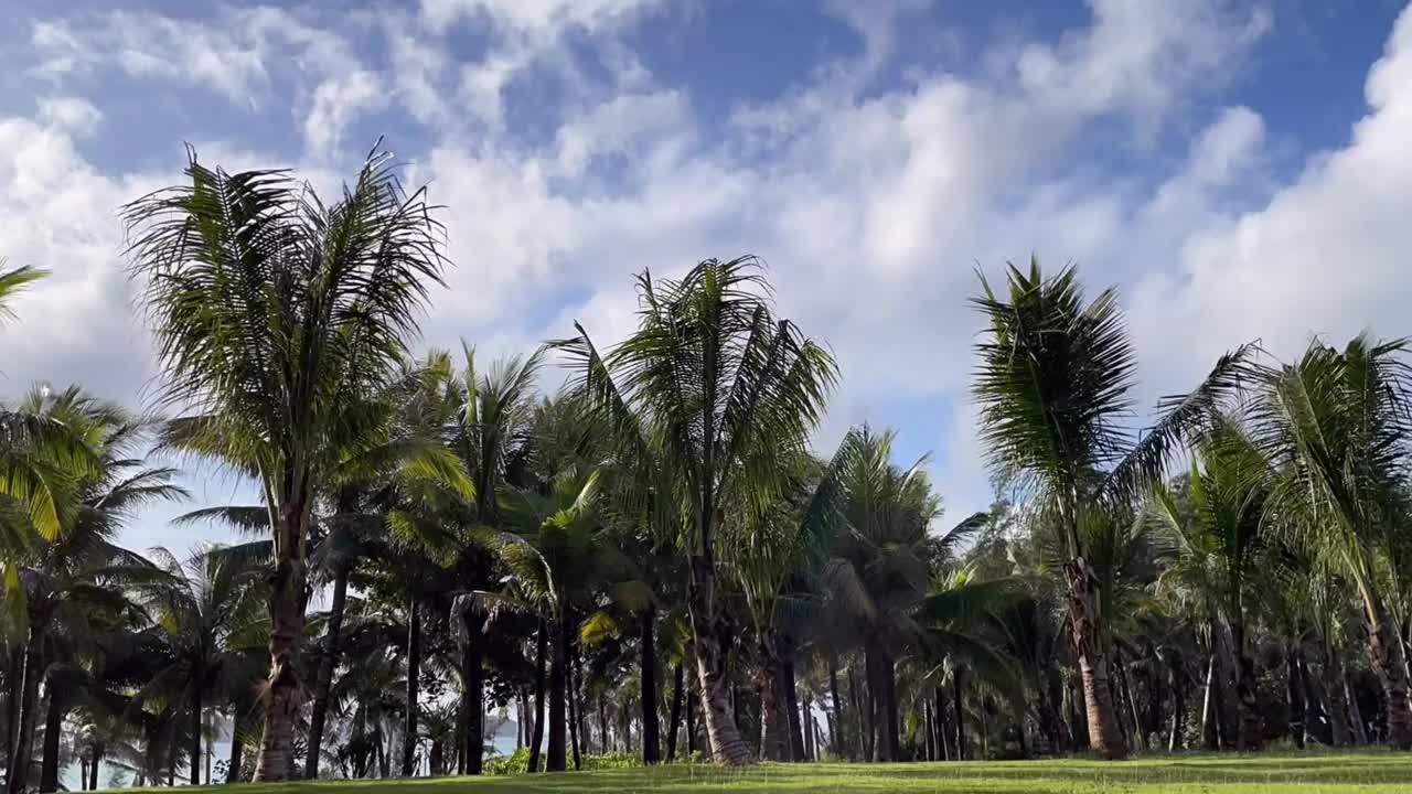 海南三亚热带绿色景观的延时摄影视频素材