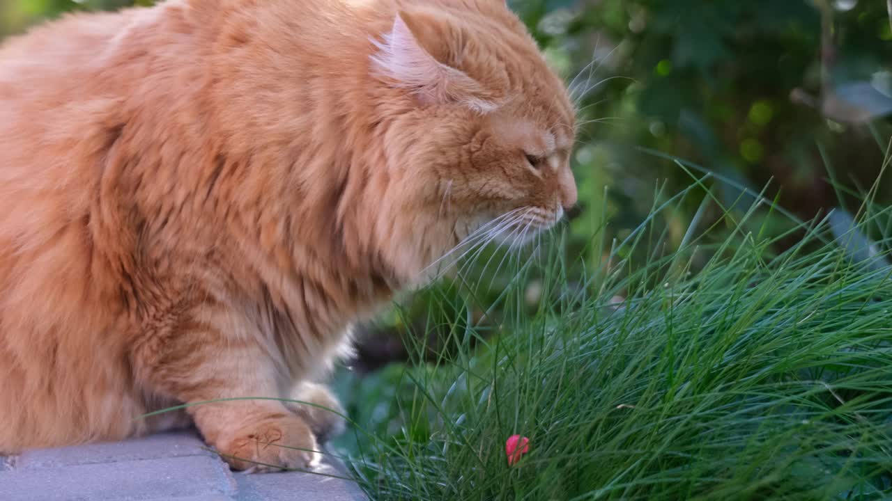 吃草的姜黄色猫视频素材