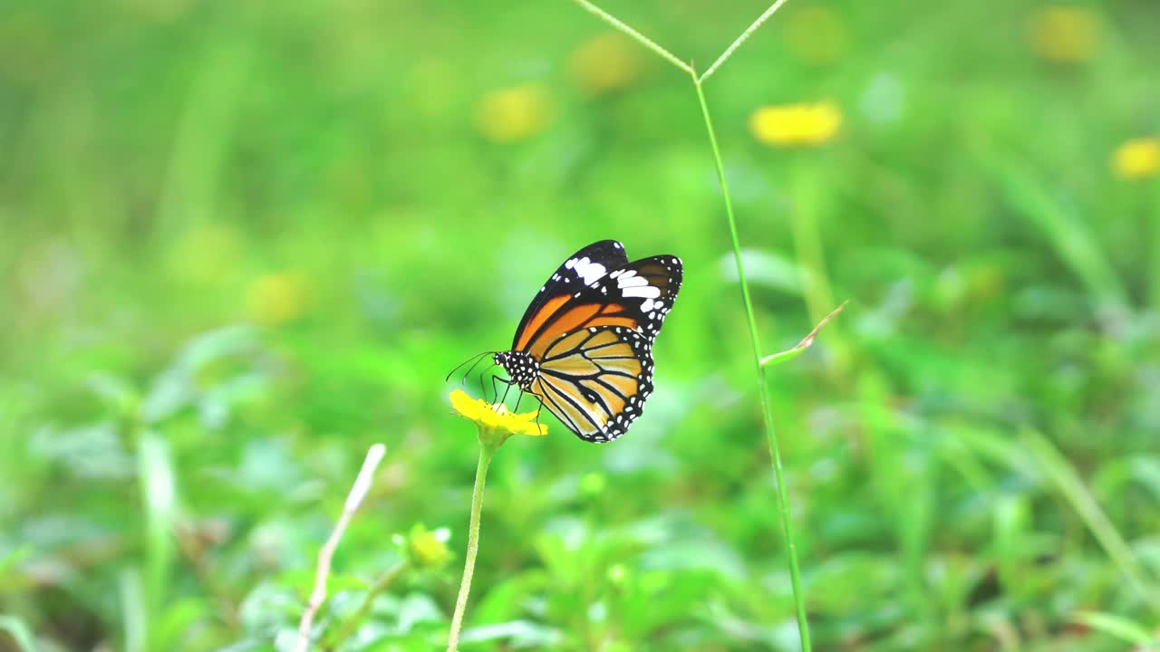 靠近花上的蝴蝶视频素材