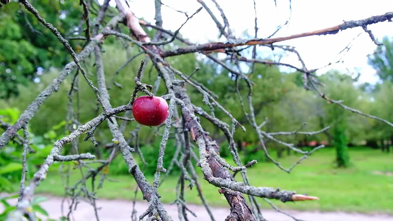 一颗苹果在一棵枯树上摇摆。视频素材