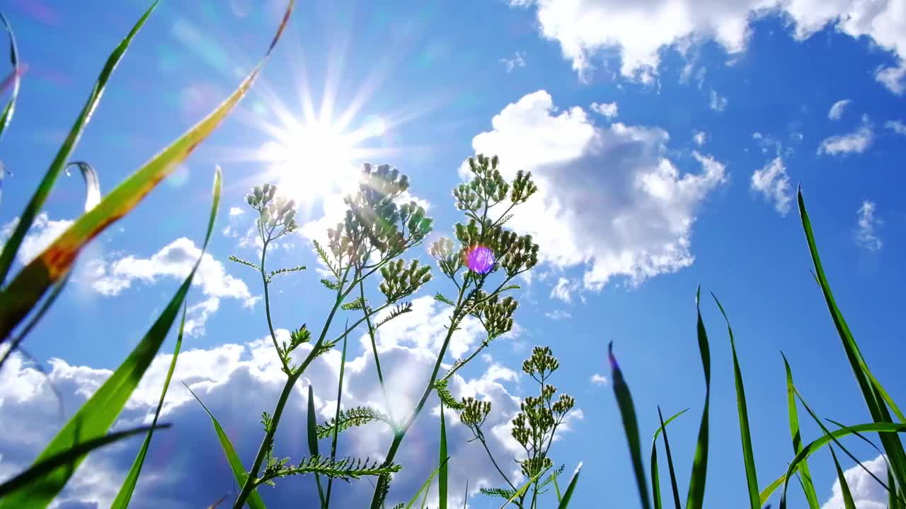 绿色的植物和草在蓝天白云和明亮的太阳的映衬下。视频素材