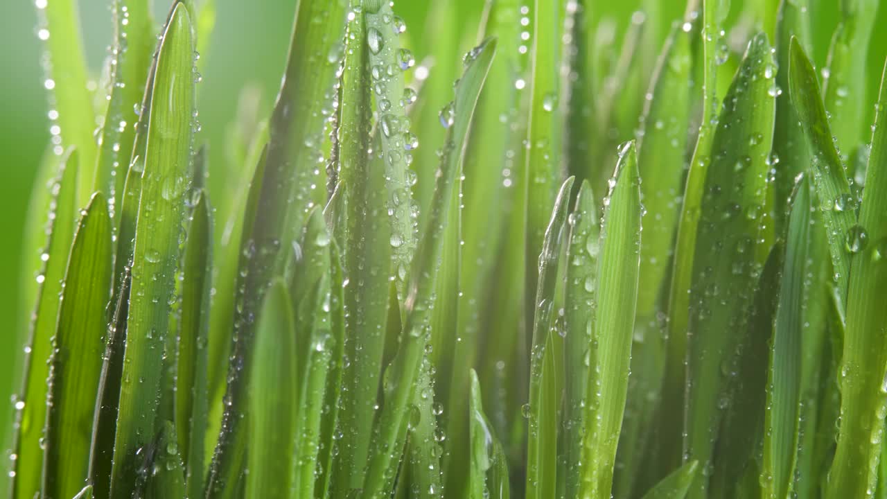 郁郁葱葱的叶子与水滴在绿光背景视频素材