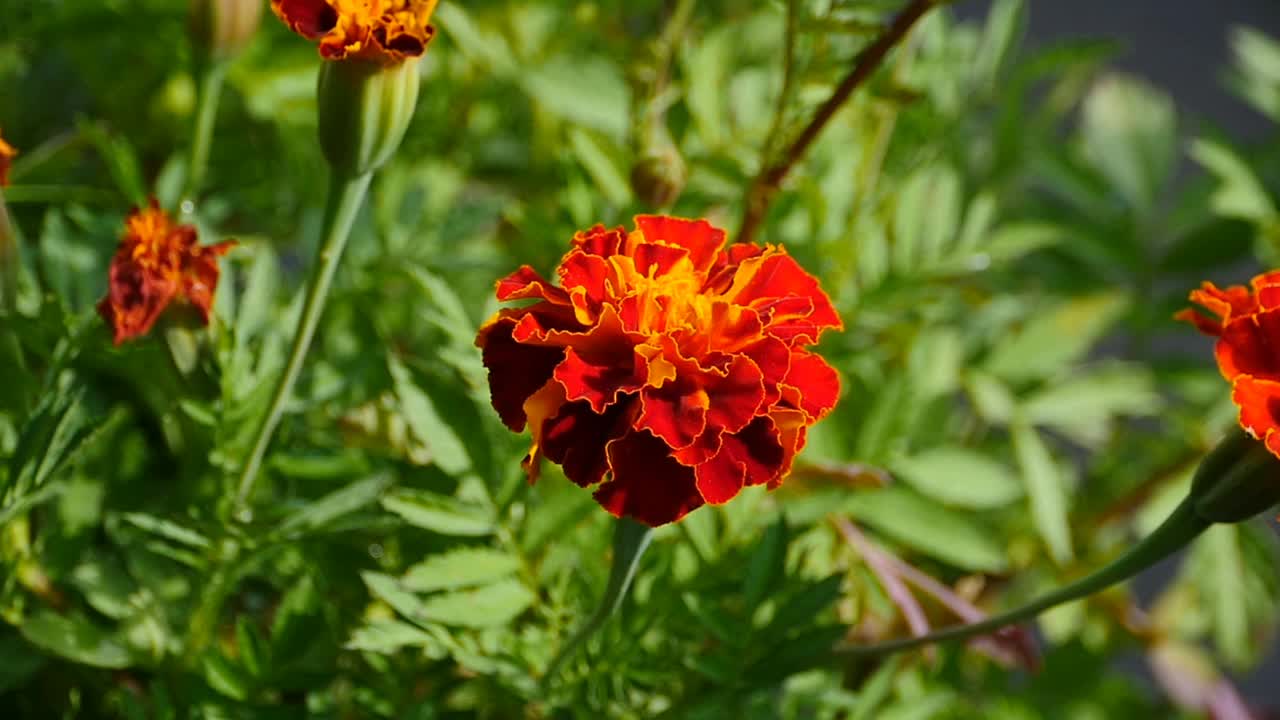 大明亮的花朵万寿菊特写视频素材