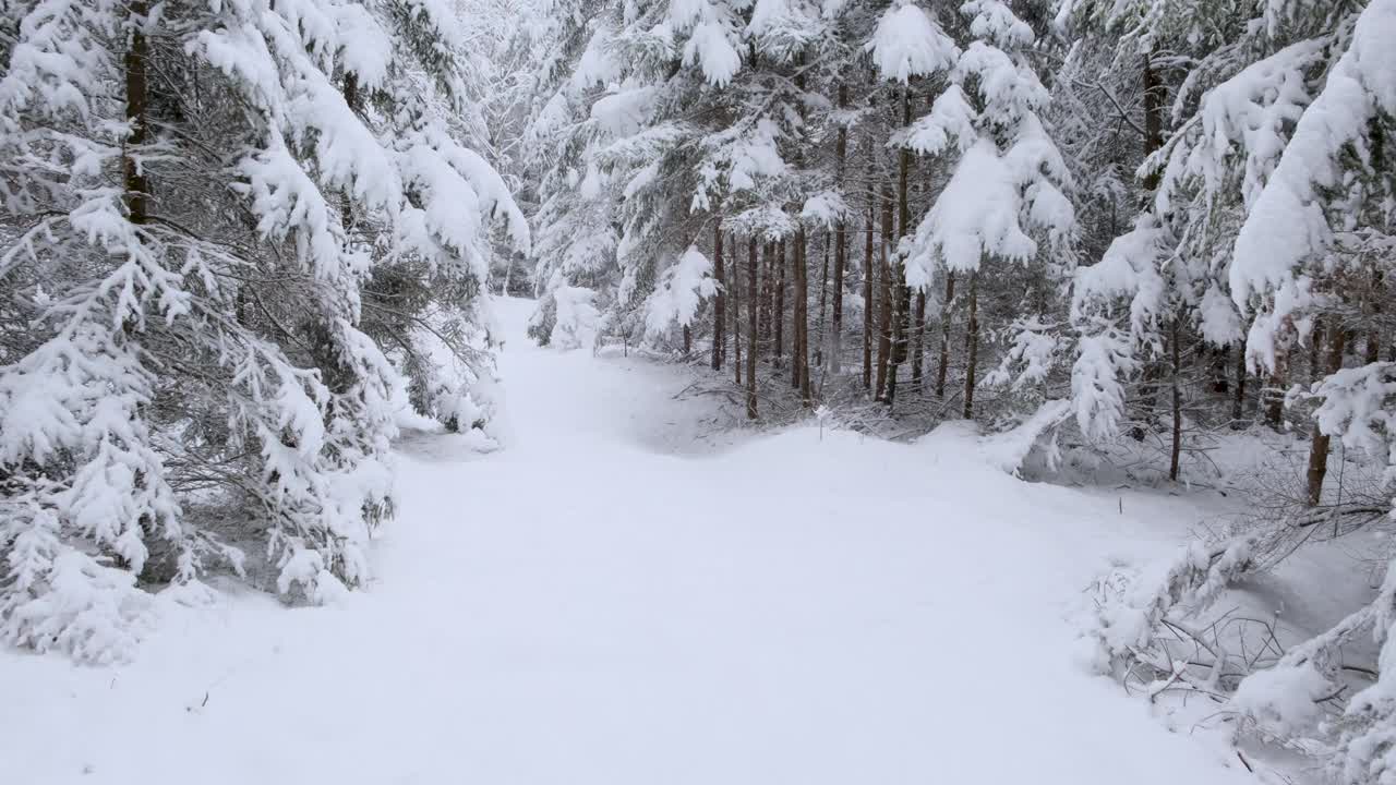 在冬天下雪的森林里，树木被雪覆盖着。跟踪框架视频素材