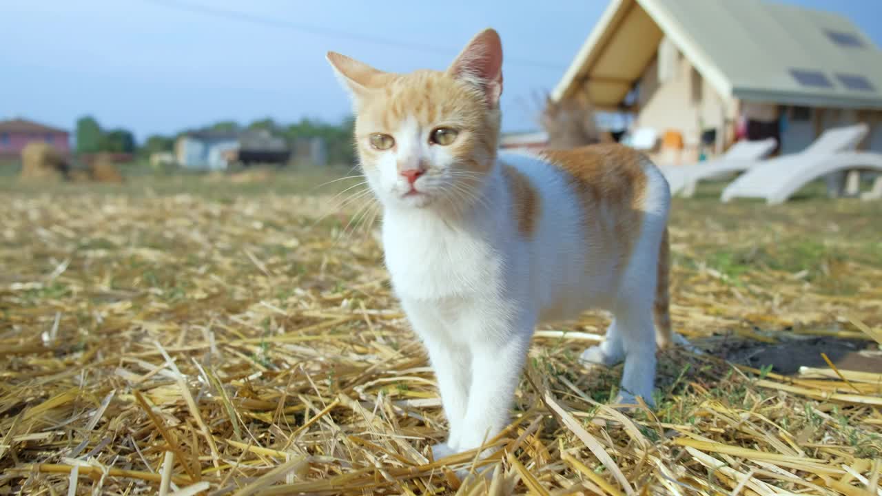 豪华野营场地上的小红猫。视频素材