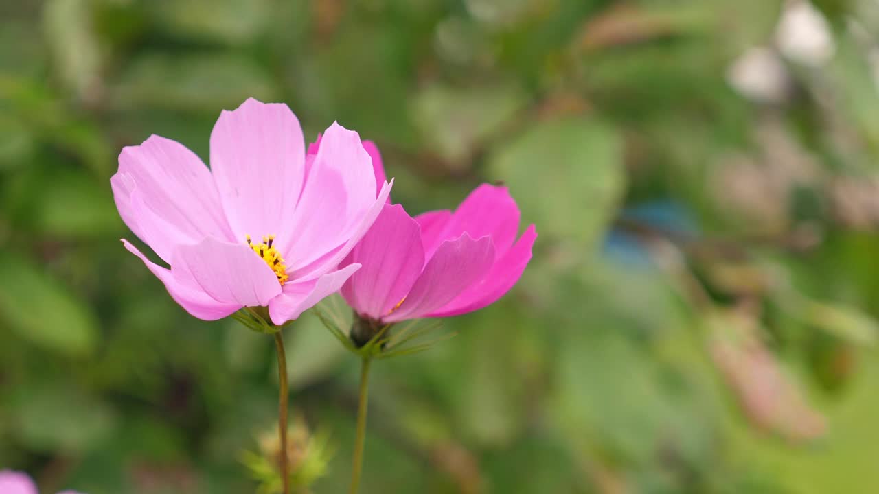 花园里长着美丽的粉红色花朵视频素材