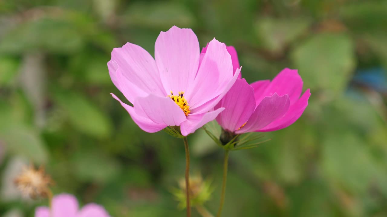 花园里长着美丽的粉红色花朵视频素材