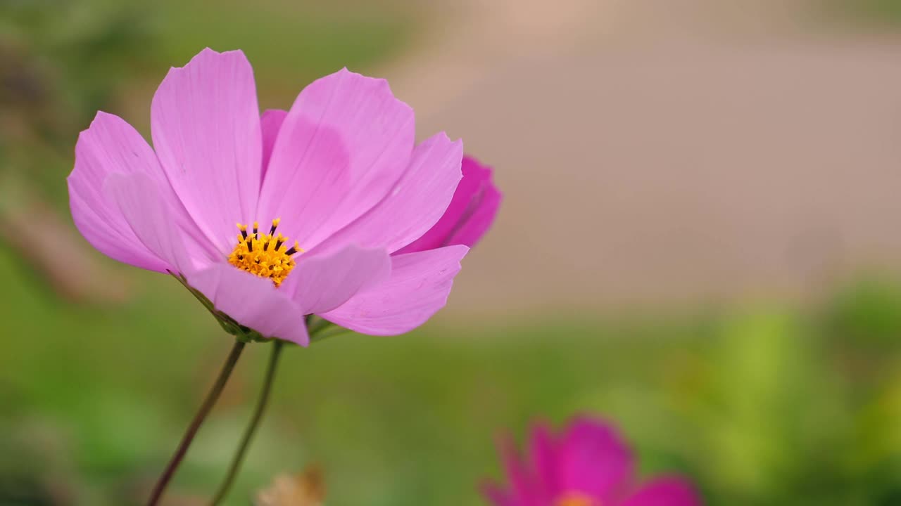 花园里长着美丽的粉红色花朵视频素材