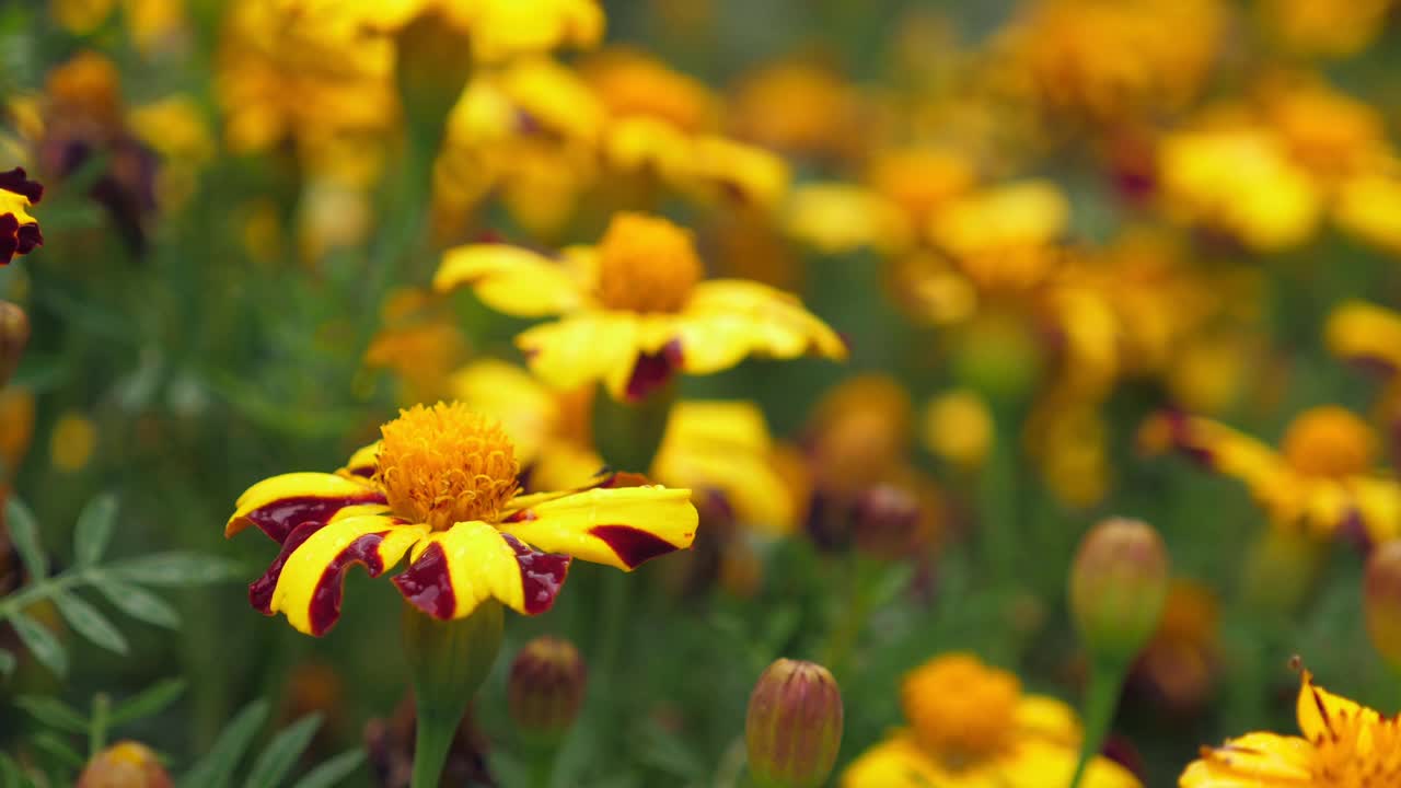 花园里开着黄色的万寿菊视频素材