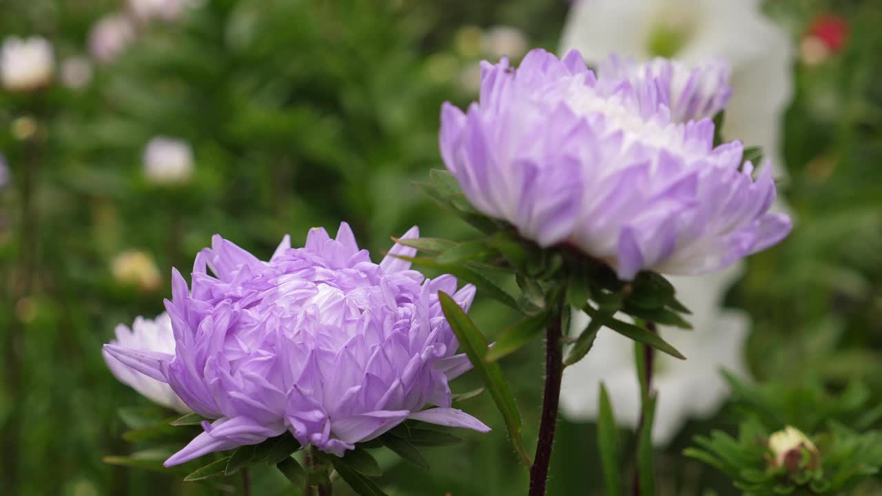 紫菀花生长在花园里视频素材