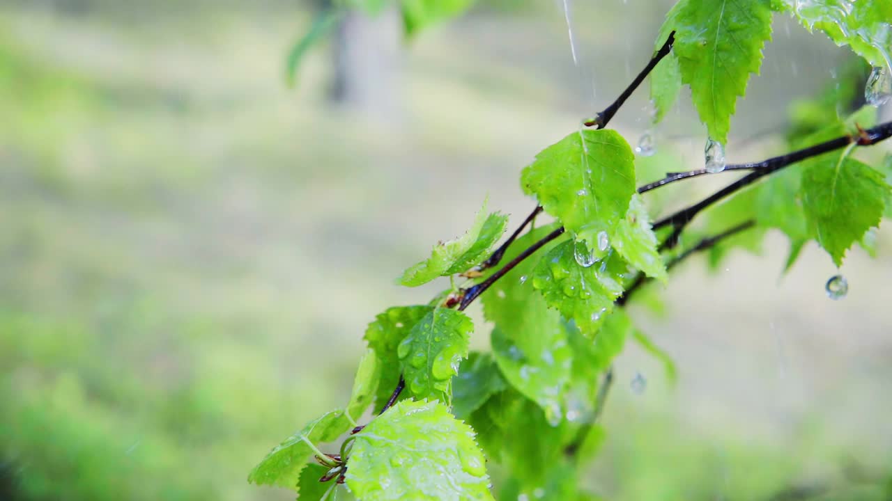 雨中的桦树，慢动作视频素材