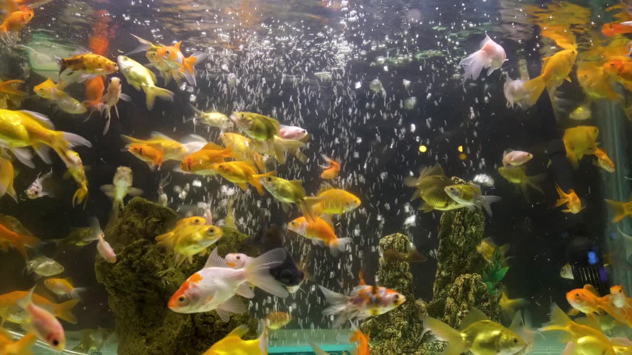 在一个小水族箱里有许多金鱼视频素材