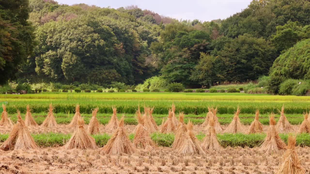 新鲜的大米在风中摇曳视频素材