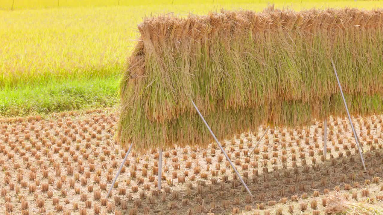 在稻田里自然晾干的收获的稻穗视频素材