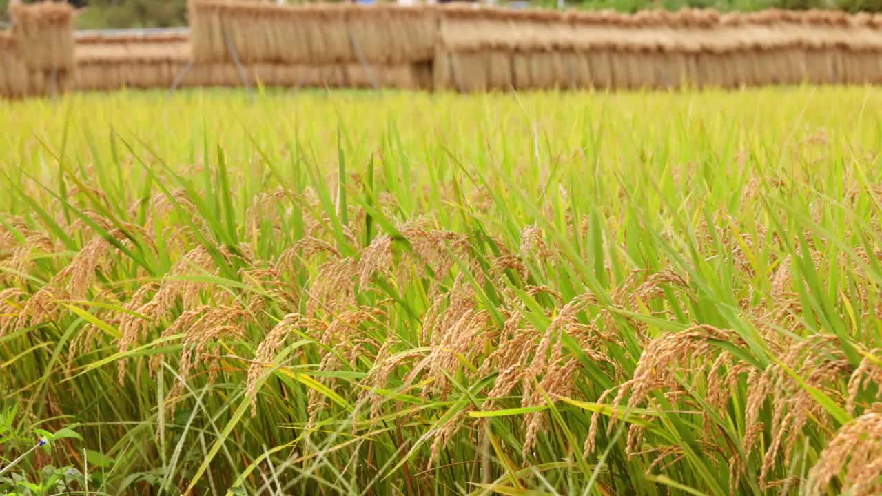 新鲜的大米在风中摇曳视频素材