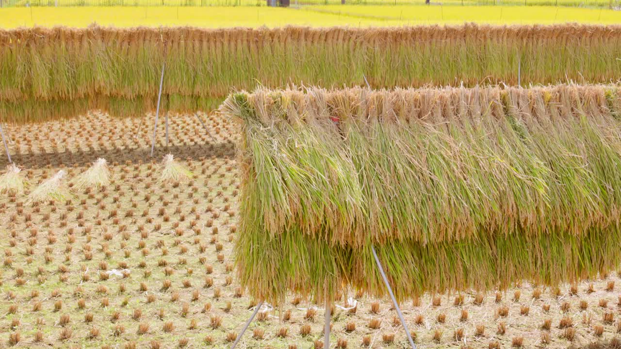 在稻田里自然晾干的收获的稻穗视频素材