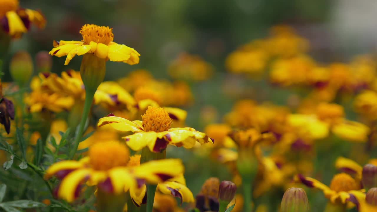 花园里开着黄色的万寿菊视频素材