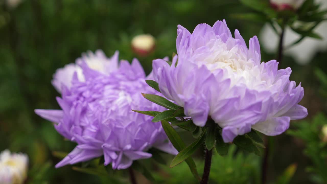 紫菀花生长在花园里视频素材