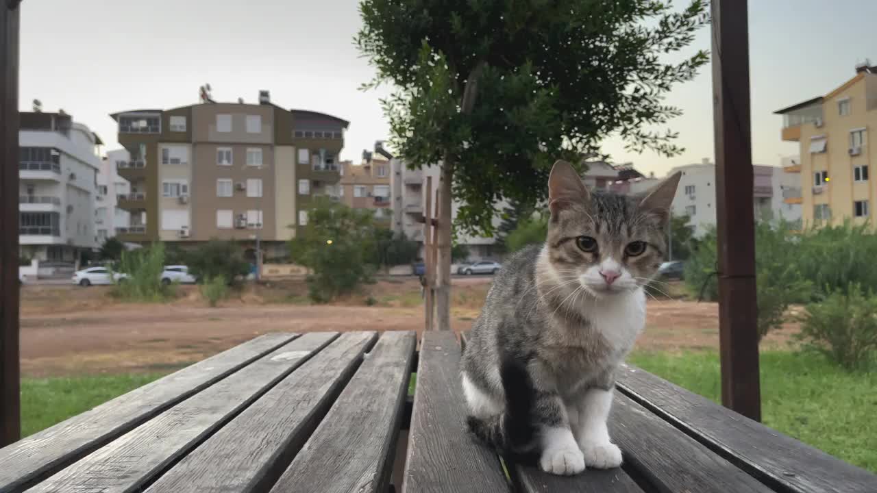 桌上的猫视频素材