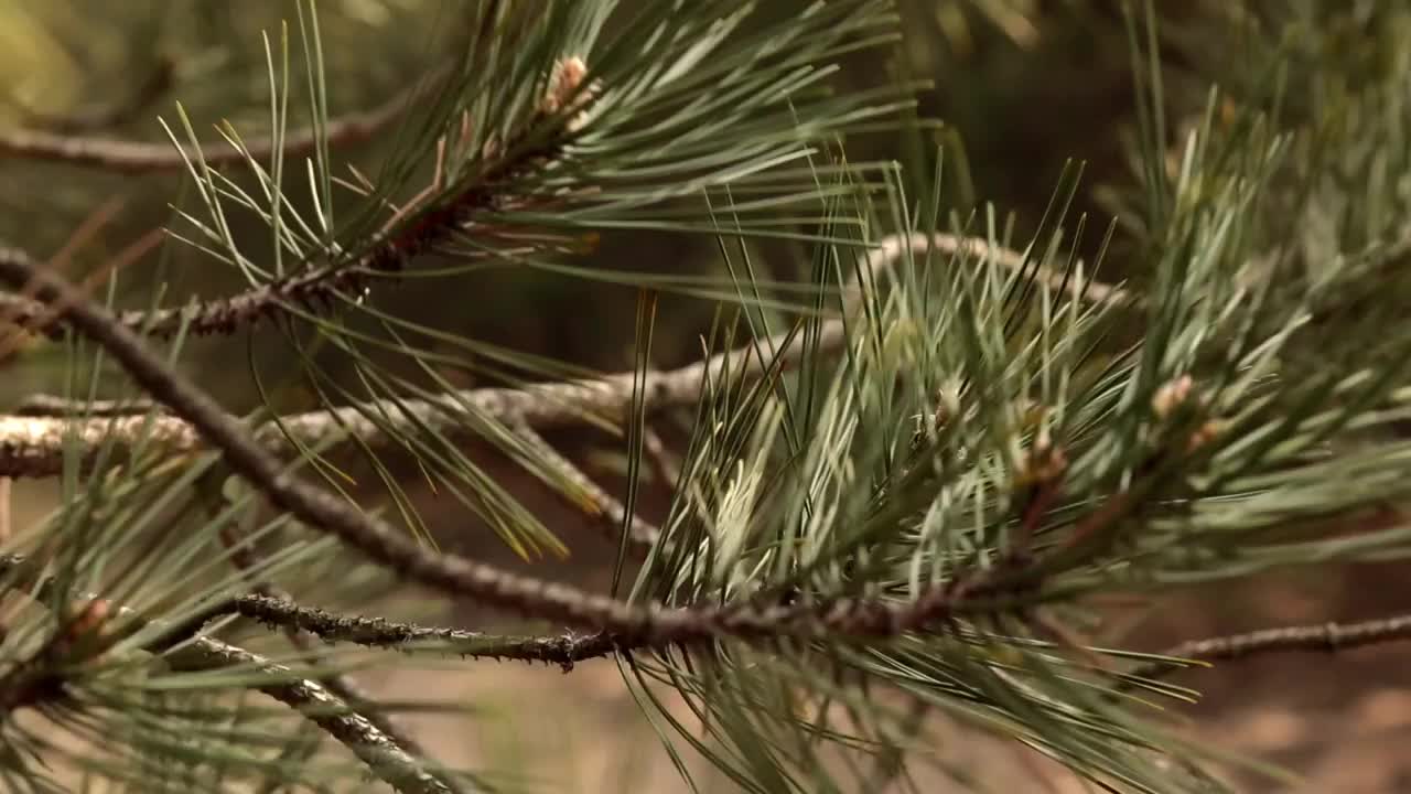 针叶林中的松树树枝随风摇摆视频素材