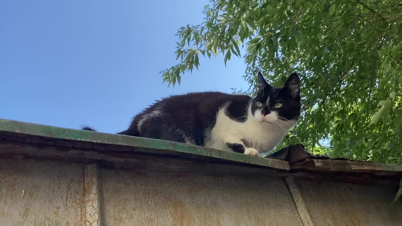 有趣的白黑猫在屋顶上，蓝色的天空。视频素材