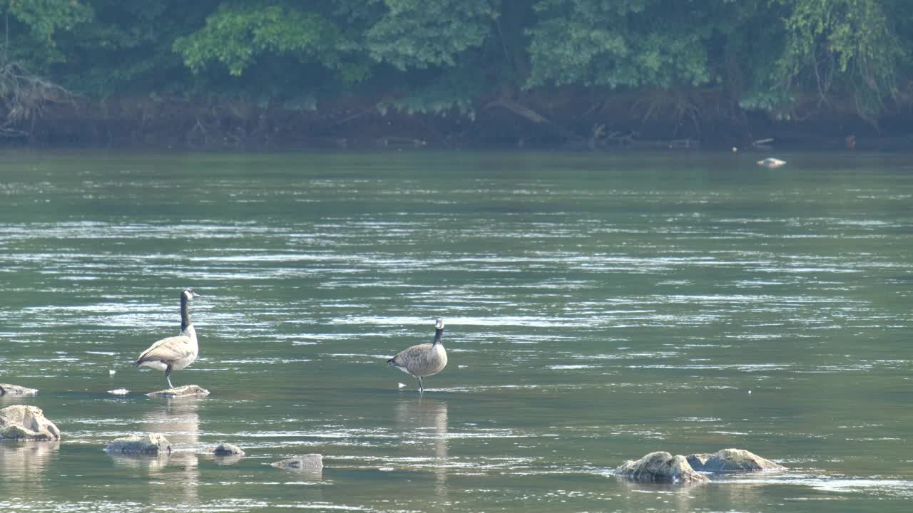 一对加拿大鹅(Branta canadensis)站在岩石之间，湍急的河水流过。视频素材