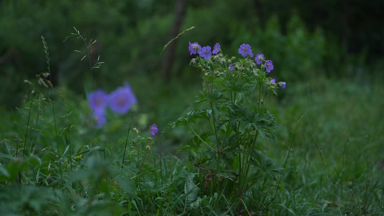 小亚麻丛和独立的花朵在微风中摇曳视频素材