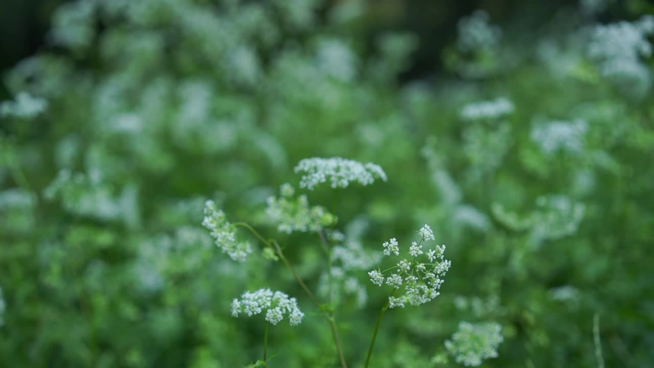 柔嫩的白色小花伞形花序在微风中摇曳视频素材