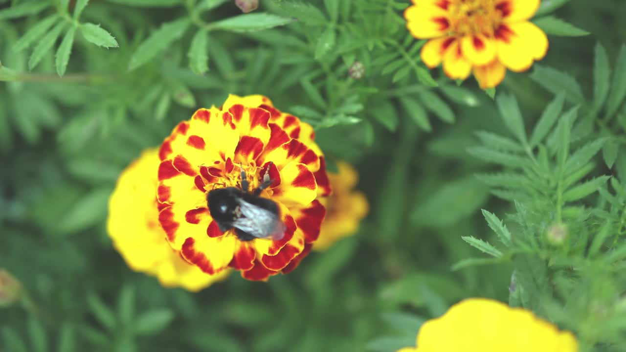 大黄蜂在绿色花坛的金盏花上采集花蜜视频素材