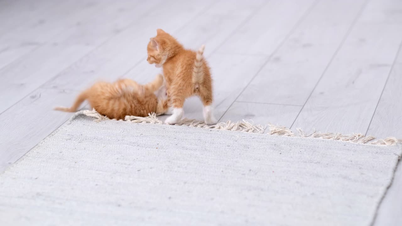 两只红姜条纹的顽皮小猫在家里玩耍。小猫们在一起玩耍，翻筋斗，打滚，在灰色的地板上摆出各种有趣的姿势。健康可爱的家养宠物和猫视频素材