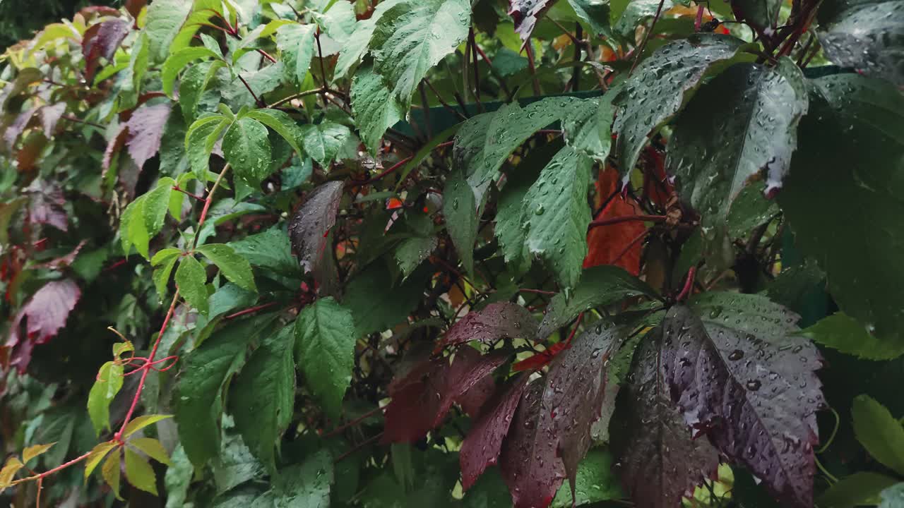 葡萄树叶下着雨。秋天的雨季。视频下载