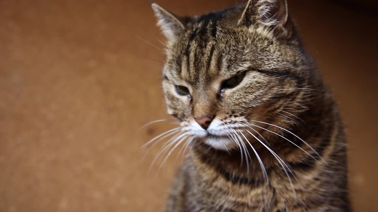 有趣的肖像傲慢的短毛家花斑猫在深棕色的背景下摆姿势。小猫在室内玩耍休息。宠物护理和动物生活理念视频素材