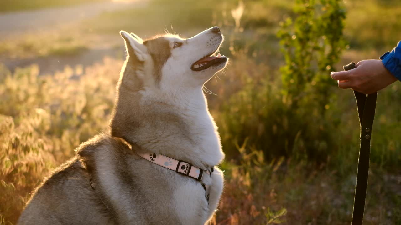 日落时分，一只西伯利亚爱斯基摩犬坐在草地上，向它的主人伸出一只爪子。这是狗对主人忠诚的象征。慢动作视频素材