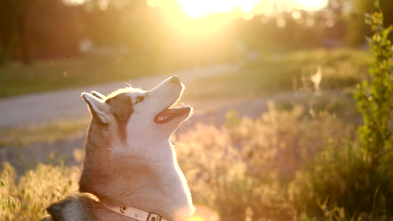 日落时分，一只西伯利亚爱斯基摩犬坐在草地上，向它的主人伸出一只爪子。这是狗对主人忠诚的象征。慢动作视频素材