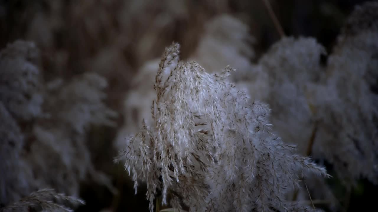 河中的芦苇随风摇曳，荒原摇晃。视频素材