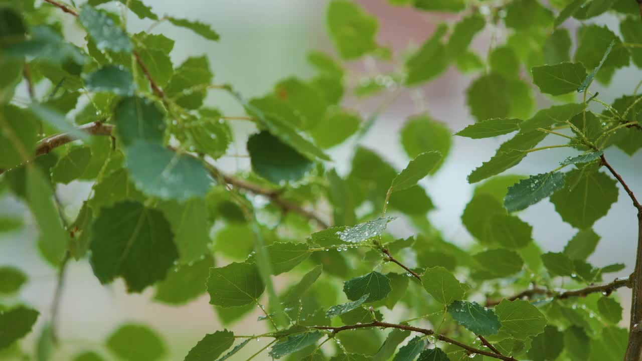 慢动作雨滴滴从绿叶桦树在下雨。选择性聚焦绿叶前景。雨落在绿色植物的叶子上。平静放松冥想和平的背景。视频素材