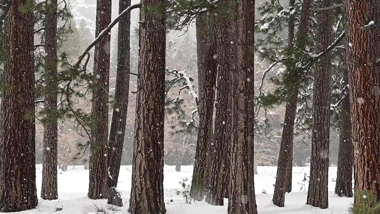 雪以四分之一的速度穿过森林视频素材