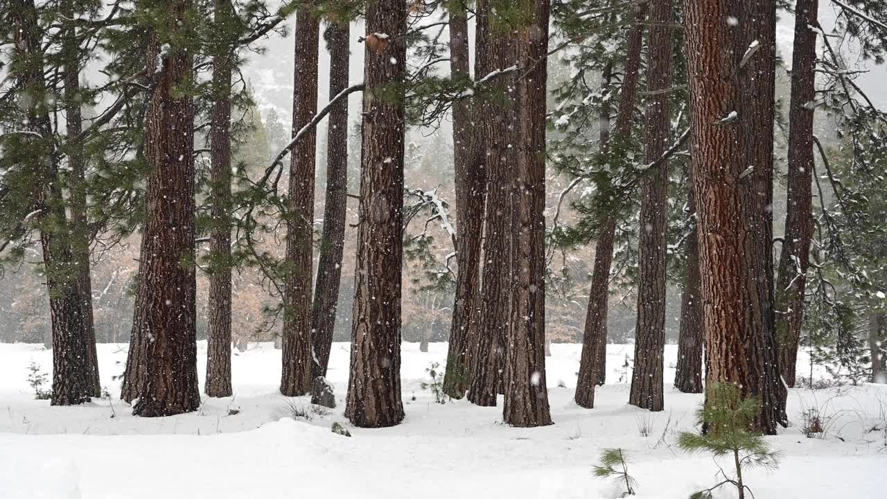 森林边缘的降雪视频素材