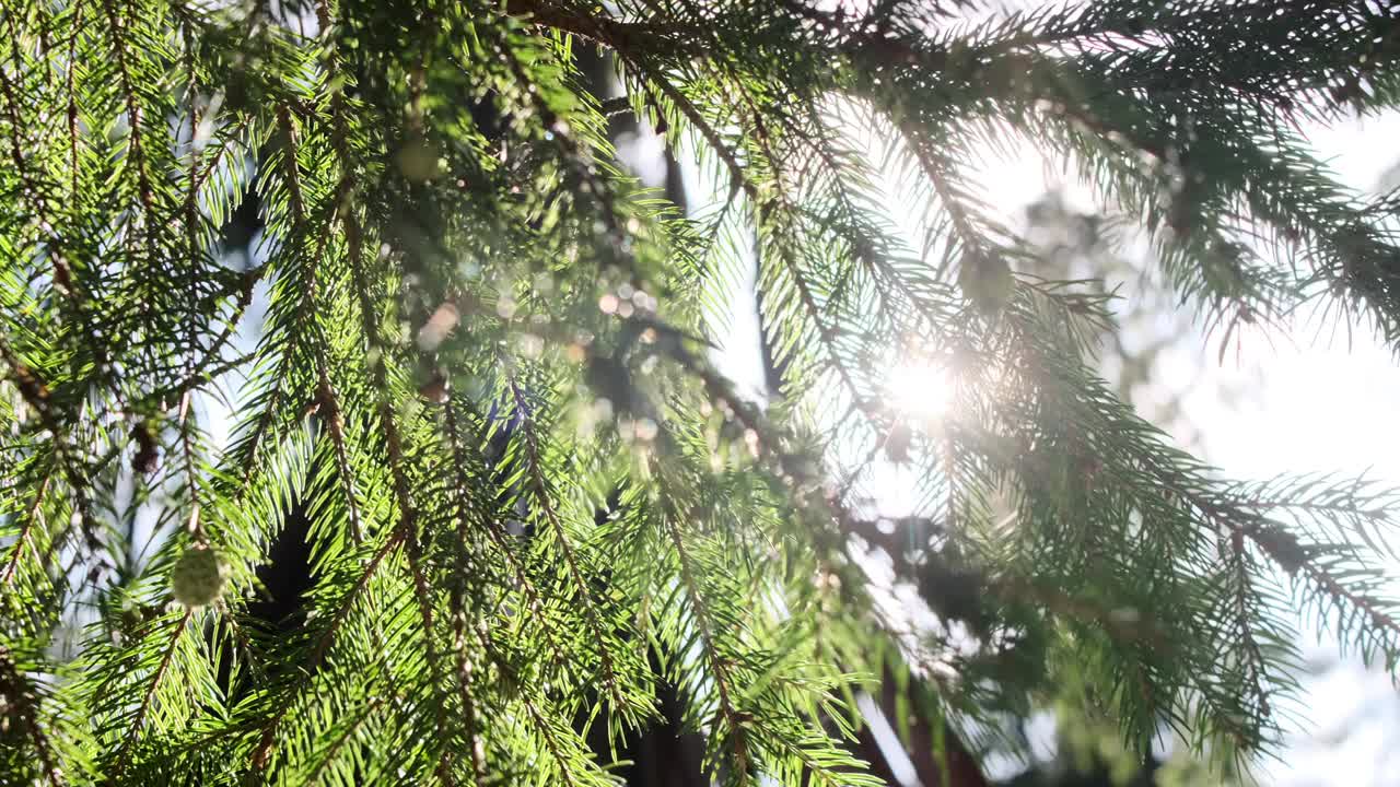 靠近的松枝随风摇摆在夏天视频素材