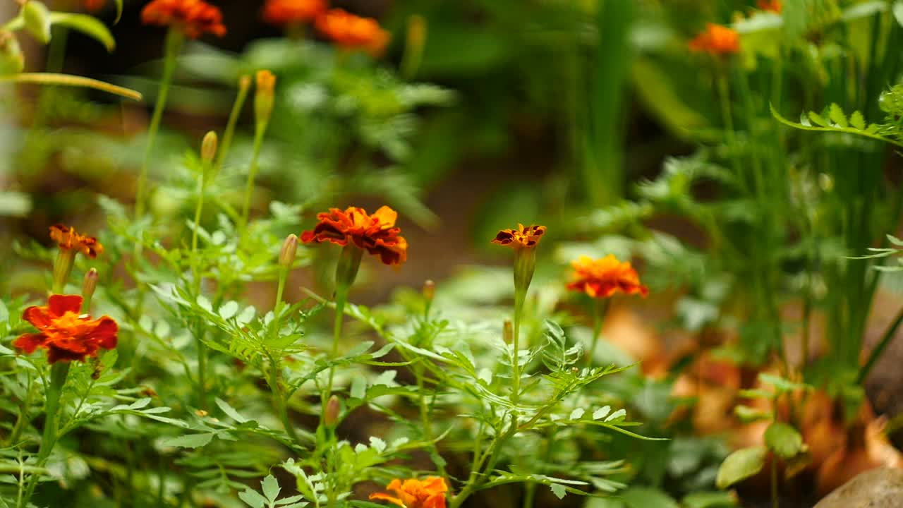 夏日里的万寿菊特写绿色花园视频素材