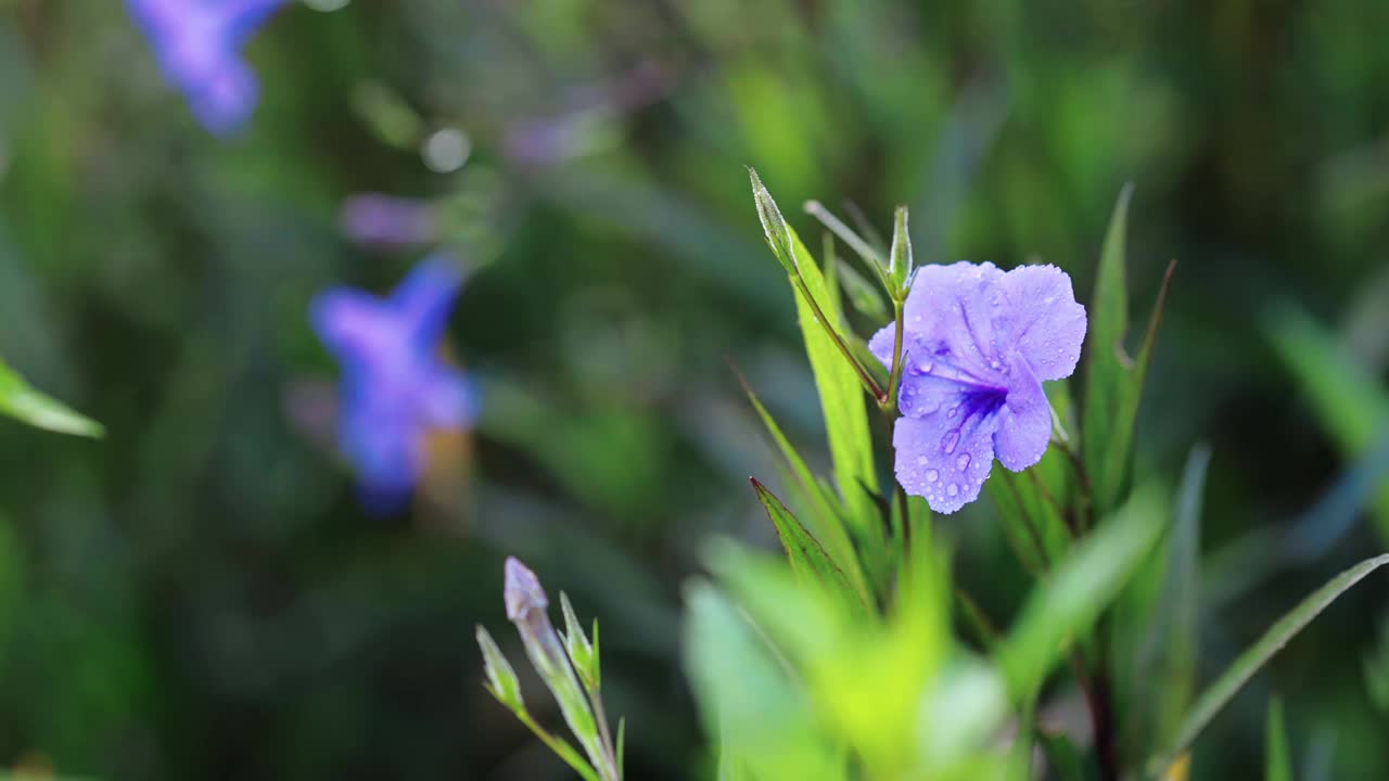 花园里盛开着三色紫罗兰色的花朵。视频素材