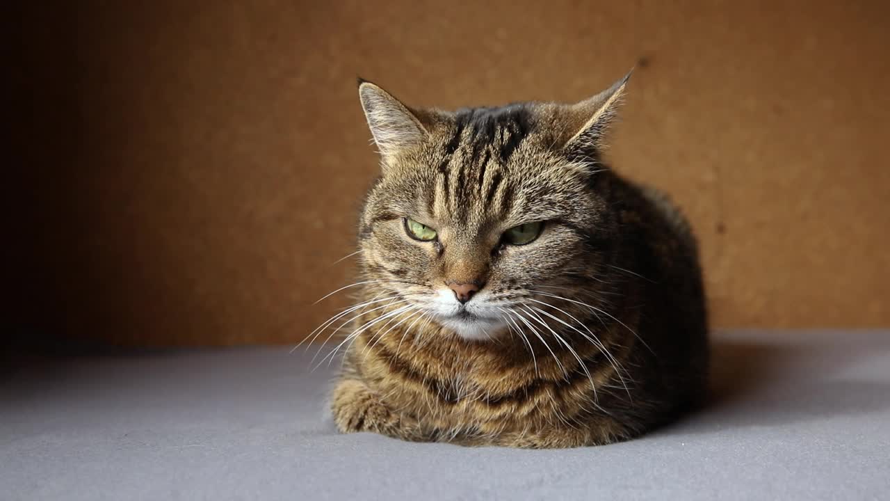 有趣的肖像傲慢的短毛家花斑猫在深棕色的背景下摆姿势。小猫在室内玩耍休息。宠物护理和动物生活理念视频素材